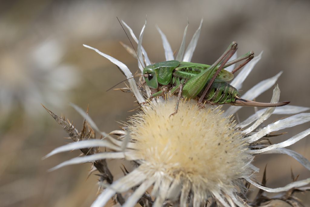 Decticus aprutianus conferma id.